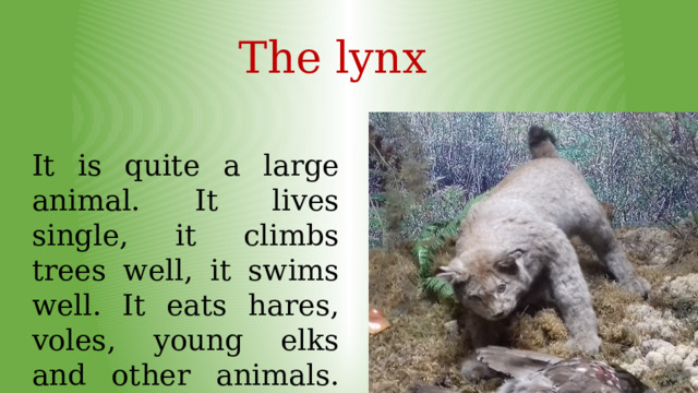 The lynx It is quite a large animal. It lives single, it climbs trees well, it swims well. It eats hares, voles, young elks and other animals.  It settles in old thick forests . 