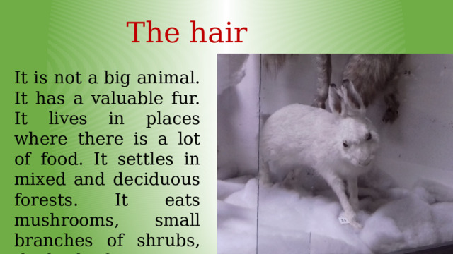 The hair It is not a big animal. It has a valuable fur. It lives in places where there is a lot of food. It settles in mixed and deciduous forests. It eats mushrooms, small branches of shrubs, the bark of trees. 