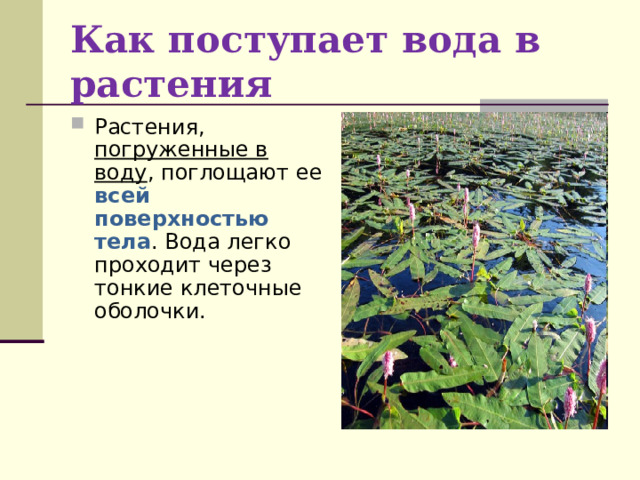 Как поступает вода в растения Растения, погруженные в воду , поглощают ее всей поверхностью тела . Вода легко проходит через тонкие клеточные оболочки.  