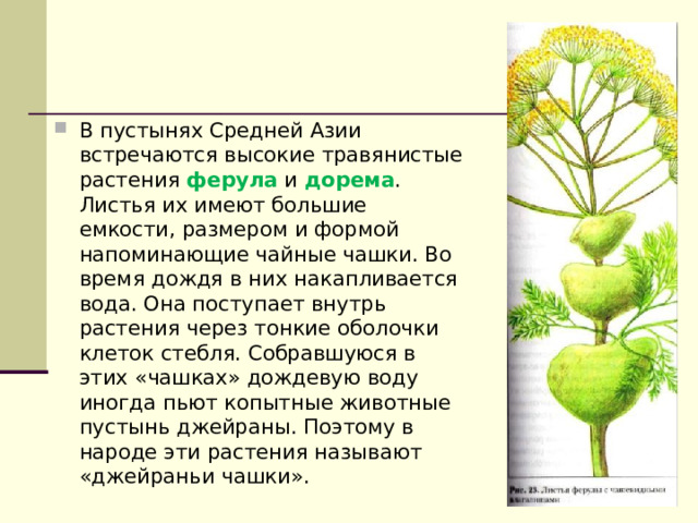 В пустынях Средней Азии встречаются высокие травянистые растения ферула и дорема . Листья их имеют большие емкости, размером и формой напоминающие чайные чашки. Во время дождя в них накапливается вода. Она поступает внутрь растения через тонкие оболочки клеток стебля. Собравшуюся в этих «чашках» дождевую воду иногда пьют копытные животные пустынь джейраны. Поэтому в народе эти растения называют «джейраньи чашки».  