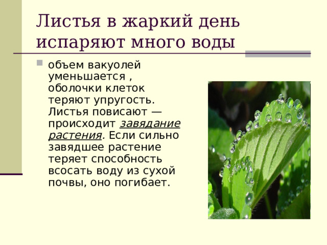 Листья в жаркий день испаряют много воды объем вакуолей уменьшается , оболочки клеток теряют упругость. Листья повисают — происходит завядание растения . Если сильно завядшее растение теряет способность всосать воду из сухой почвы, оно погибает.  