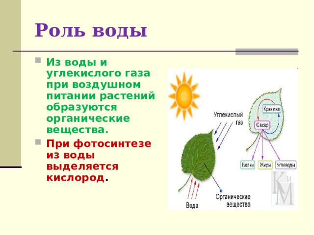 Роль воды Из воды и углекислого газа при воздушном питании растений образуются органические вещества. При фотосинтезе из воды выделяется кислород .  