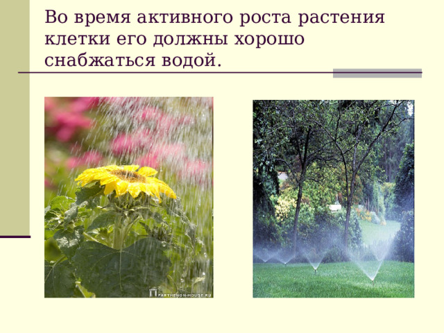 Во время активного роста растения клетки его должны хорошо снабжаться водой.   