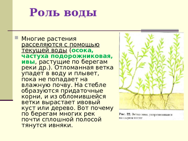 Роль воды Многие растения расселяются с помощью текущей воды ( осока, частуха подорожниковая, ивы , растущие по берегам реки др.). Отломанная ветка упадет в воду и плывет, пока не попадает на влажную почву. На стебле образуются придаточные корни, и из обломившейся ветки вырастает ивовый куст или дерево. Вот почему по берегам многих рек почти сплошной полосой  тянутся ивняки. 