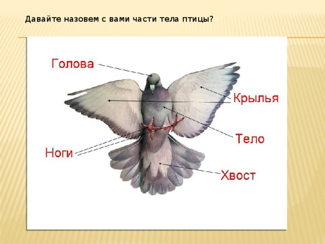 Найдите фотографию какого либо насекомого или птицы рассмотрите изображение какие части