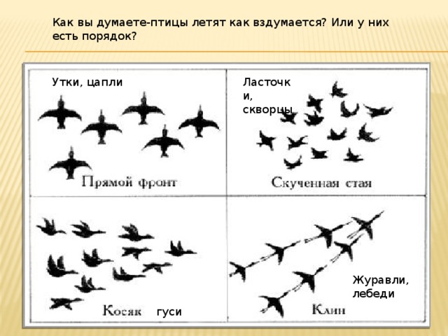 Создание изображения ритмично летящих птиц