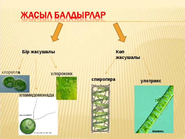 Жасыл сары. Улотрикс. Хламидомонада хлорелла спирогира улотрикс. Улотрикс и спирогира. Многоклеточные зеленые водоросли улотрикс.