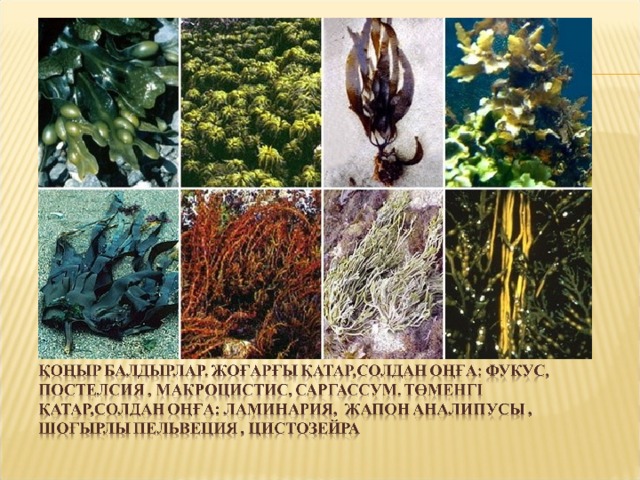 Водоросли и их названия