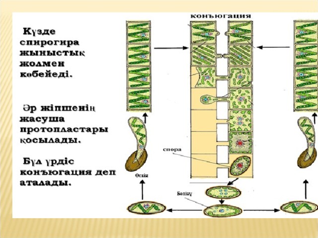 Рассмотрите изображение растений капуста кочанная ландыш майский спирогира