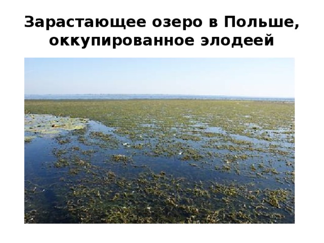 Зарастающее озеро в Польше, оккупированное элодеей 