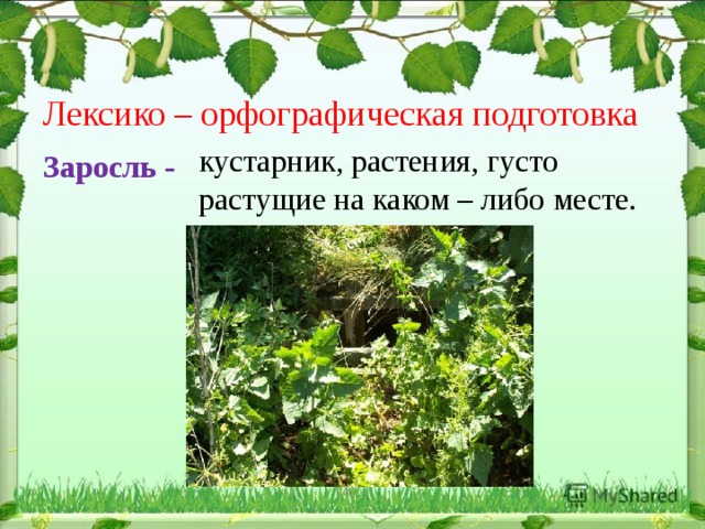 Густая трава росла по берегам. Густо разросшиеся растения. Группа густо растущих кустов или деревьев. Растет гуще.