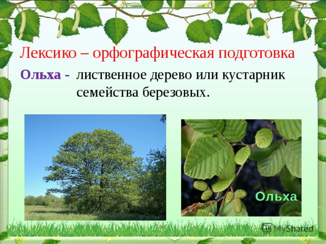 Лиственное дерево семейства березовых. Лиственное дерево или кустарник семейства березовых. Ольха широколиственная или. Ольха это лиственное или кустарник. Лиственное дерево или кустарник семейства березовых 5 букв.