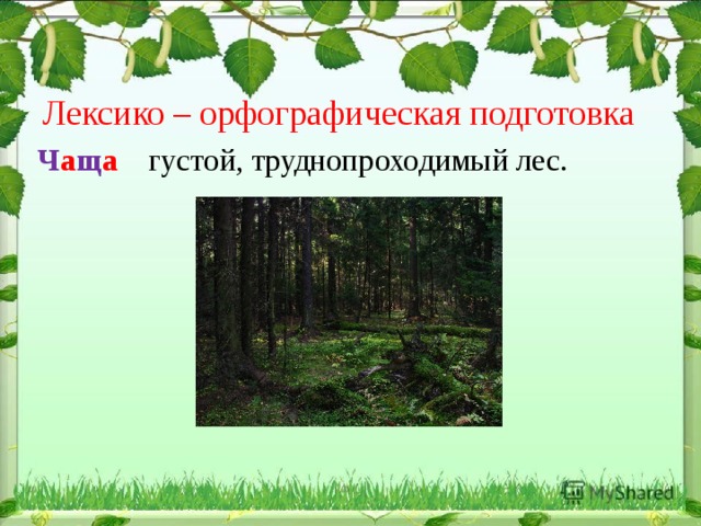 Лексико – орфографическая подготовка Ч а щ а  густой, труднопроходимый лес. 