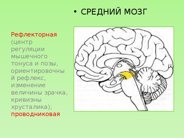 Центры рефлексов переднего мозга. Функции и рефлексы среднего мозга. Центры рефлексов среднего мозга. Рефлекторная функция среднего мозга. Рефлекторная функция среднего мозга схема.