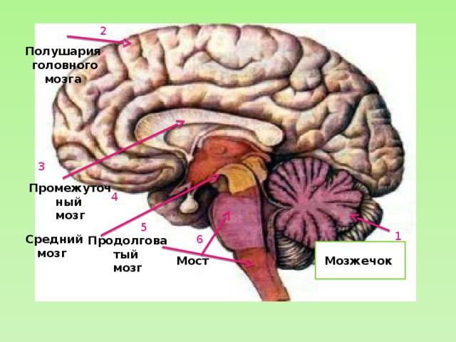 Продолговатый мозг Средний мозг 4 2 Полушария  головного мозга 3  Промежуточный мозг 5 2 1 6 Мозжечок Мост