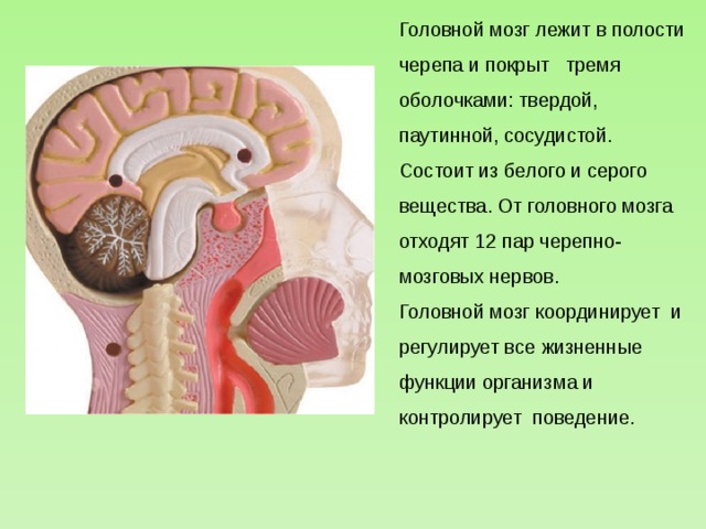 Головной мозг лежит в полости черепа и покрыт тремя оболочками: твердой, паутинной, сосудистой. Состоит из белого и серого вещества. От головного мозга отходят 12 пар черепно-мозговых нервов. Головной мозг координирует и регулирует все жизненные функции организма и контролирует поведение.