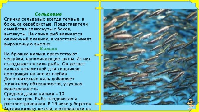 Мелкая рыба семейства. Семейство сельдевых. Промысловые рыбы их использование и охрана. Защита промысловых рыб. Семейства промысловых рыб презентация.