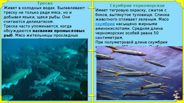 Рассмотрите рисунок сравните строение показанных рыб и определите в какой части водной толщи моря