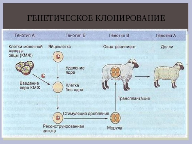 Клонирование растений презентация