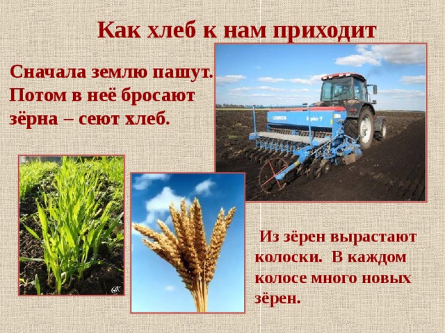  Как хлеб к нам приходит  Сначала землю пашут.  Потом в неё бросают  зёрна – сеют хлеб.   Из зёрен вырастают колоски. В каждом колосе много новых зёрен. 