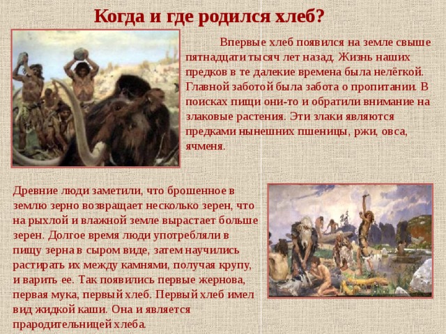 Когда и где родился хлеб?   Впервые хлеб появился на земле свыше пятнадцати тысяч лет назад. Жизнь наших предков в те далекие времена была нелёгкой. Главной заботой была забота о пропитании. В поисках пищи они-то и обратили внимание на злаковые растения. Эти злаки являются предками нынешних пшеницы, ржи, овса, ячменя. Древние люди заметили, что брошенное в землю зерно возвращает несколько зерен, что на рыхлой и влажной земле вырастает больше зерен. Долгое время люди употребляли в пищу зерна в сыром виде, затем научились растирать их между камнями, получая крупу, и варить ее. Так появились первые жернова, первая мука, первый хлеб. Первый хлеб имел вид жидкой каши. Она и является прародительницей хлеба.  