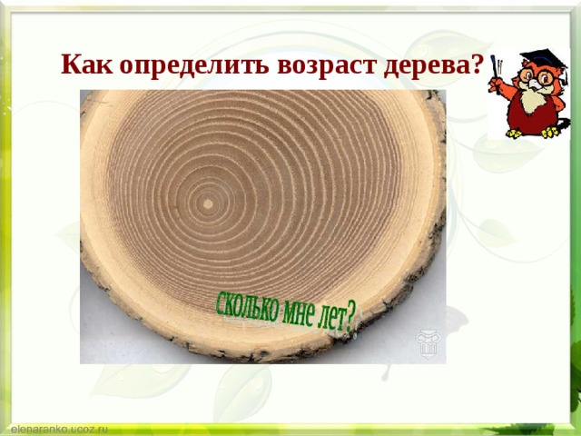 Как определить возраст дерева? 