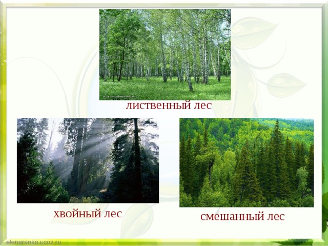 Деревья леса лиственный лес хвойный лес смешанный лес 
