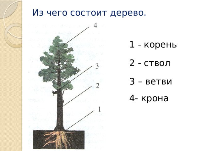 Из чего состоит дерево. 1 - корень 2 - ствол 3 – ветви 4- крона Многолетнее растение состоящее из корней, ствола, кроны (ветви)  