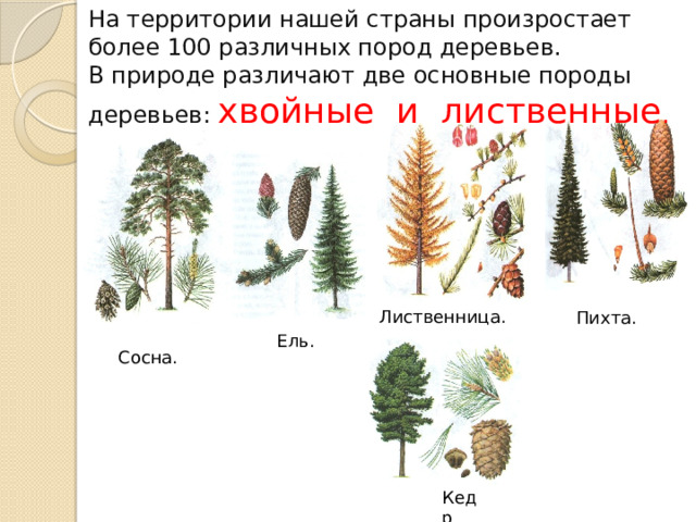 На территории нашей страны произростает более 100 различных пород деревьев.  В природе различают две основные породы деревьев: хвойные и лиственные . Лиственница. Пихта. Ель. Сосна. Кедр 