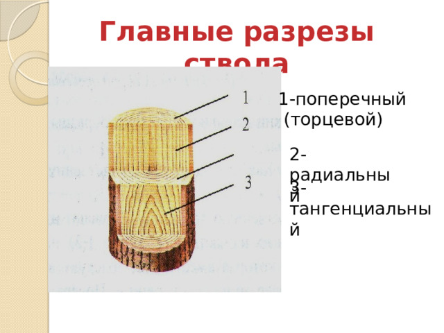 Главные разрезы ствола 1-поперечный  (торцевой) 2-радиальный 3-тангенциальный  