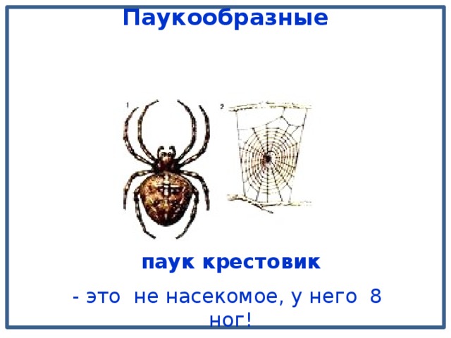 Какой тип развития характерен для паука крестовика изображенного на рисунке 1