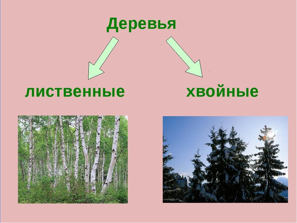 Лиственные деревья презентация 1 класс