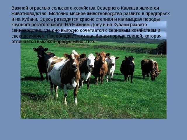Отрасли животноводства северного кавказа