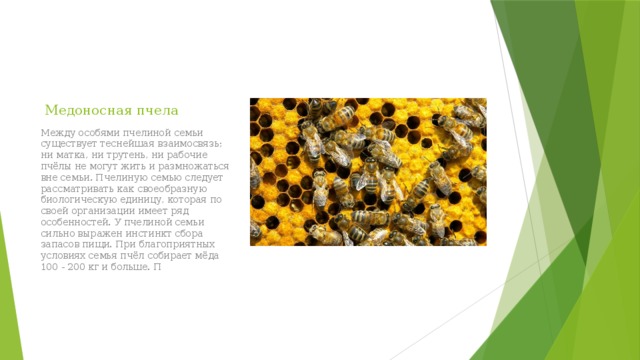 Медоносная пчела Между особями пчелиной семьи существует теснейшая взаимосвязь; ни матка, ни трутень, ни рабочие пчёлы не могут жить и размножаться вне семьи. Пчелиную семью следует рассматривать как своеобразную биологическую единицу, которая по своей организации имеет ряд особенностей. У пчелиной семьи сильно выражен инстинкт сбора запасов пищи. При благоприятных условиях семья пчёл собирает мёда 100 - 200 кг и больше. П 