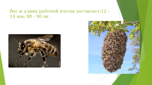 Вес и длина рабочей пчелы достигает:12 - 14 мм; 88 - 90 мг. 