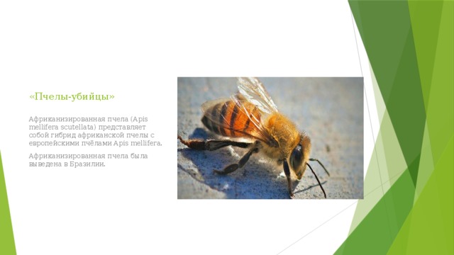 «Пчелы-убийцы» Африканизированная пчела (Apis mellifera scutellata) представляет собой гибрид африканской пчелы с европейскими пчёлами Apis mellifera. Африканизированная пчела была выведена в Бразилии. 