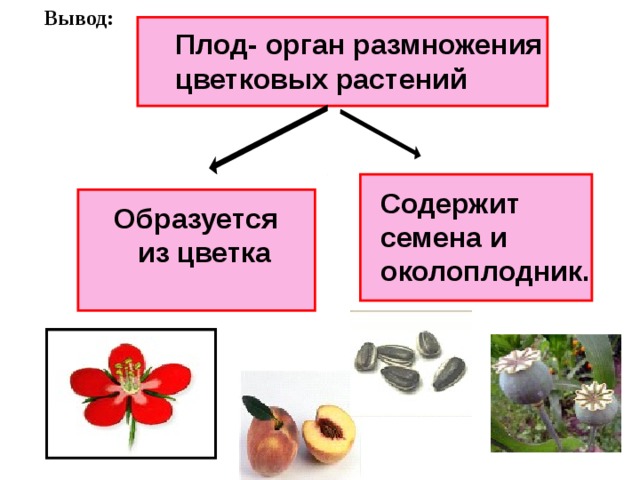 Вывод:   Плод- орган размножения цветковых растений   Содержит семена и околоплодник.    Образуется  из цветка