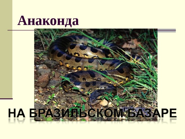 Анаконда 