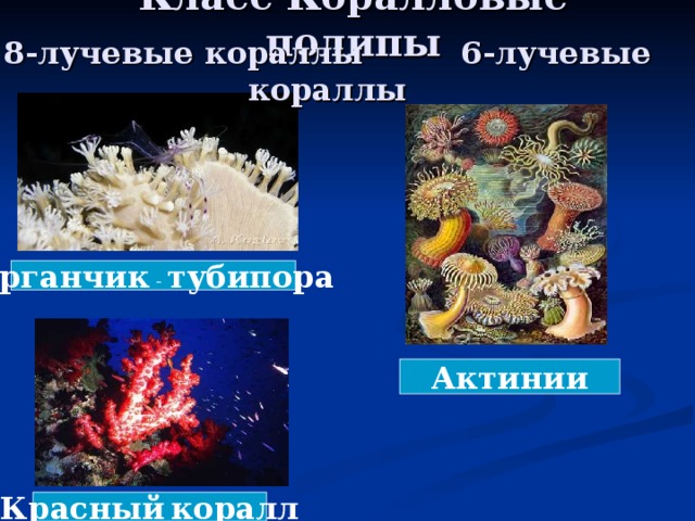 Класс Коралловые полипы    8-лучевые кораллы   6- лучевые кораллы Органчик - тубипора Актинии Красный  коралл 