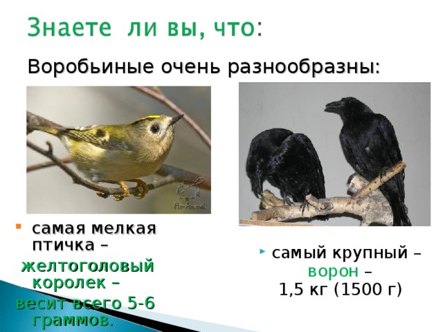 Воробьиные очень разнообразны: самая мелкая птичка –  желтоголовый королек – весит всего 5-6 граммов. самый крупный –  ворон – 1,5 кг (1500 г) 