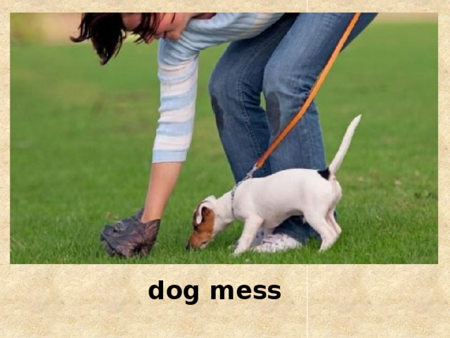 dog mess