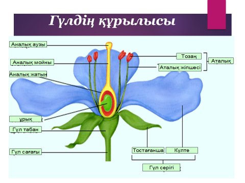 Гүлдің құрылысы. Гүлдің құрылысы презентация. Презентация Гүлдер. Тозаңқап. Өсімдіктердің ұрықтануы презентация.