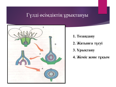 Тозаңдану және ұрықтану 7 сынып презентация