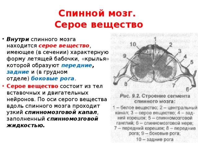 Спинномозговой канал находится в сером веществе