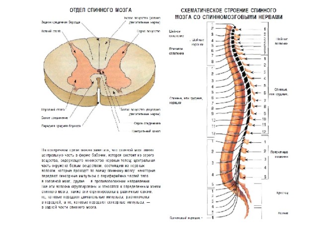 Последовательность отделов спинного мозга