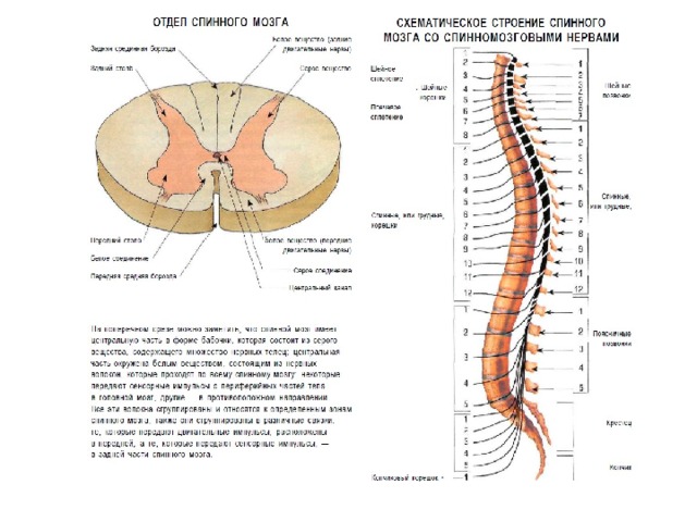 Передний столб спинного мозга. Ядра задних столбов спинного мозга. Строение сегмента спинного мозга. Передние и боковые столбы спинного мозга. Передняя спайка спинного мозга.
