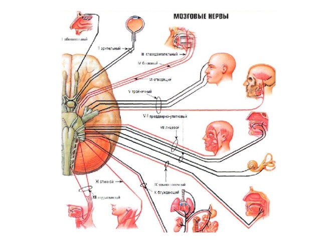 Черепные нервы человека относят к. Онтогенез черепных нервов. Черепно мозговые нервы строение. Строение черепно мозговых нервов. Черепные нервы двигательные и чувствительные.