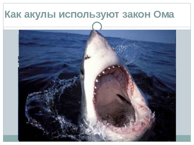 Как акулы используют закон Ома 