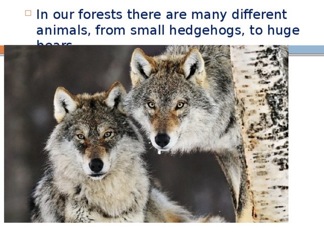 In our forests there are many different animals, from small hedgehogs, to huge bears 