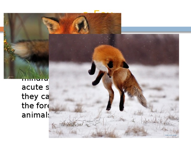 a Fox Foxes live in open areas in the forests, they are one of the most beautiful inhabitants of the forest. The Fox is a great hunter, except mindfulness and ingenuity, they have an acute sense of smell and hearing, so they can easily find themselves prey in the forest and eat mostly smaller animals. 
